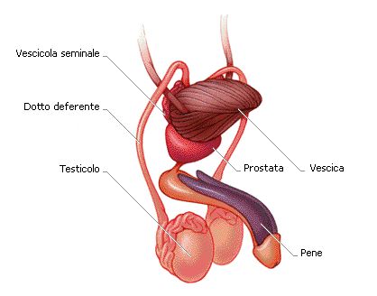 erezione quante volte al giorno ingranditore del pene vuoto